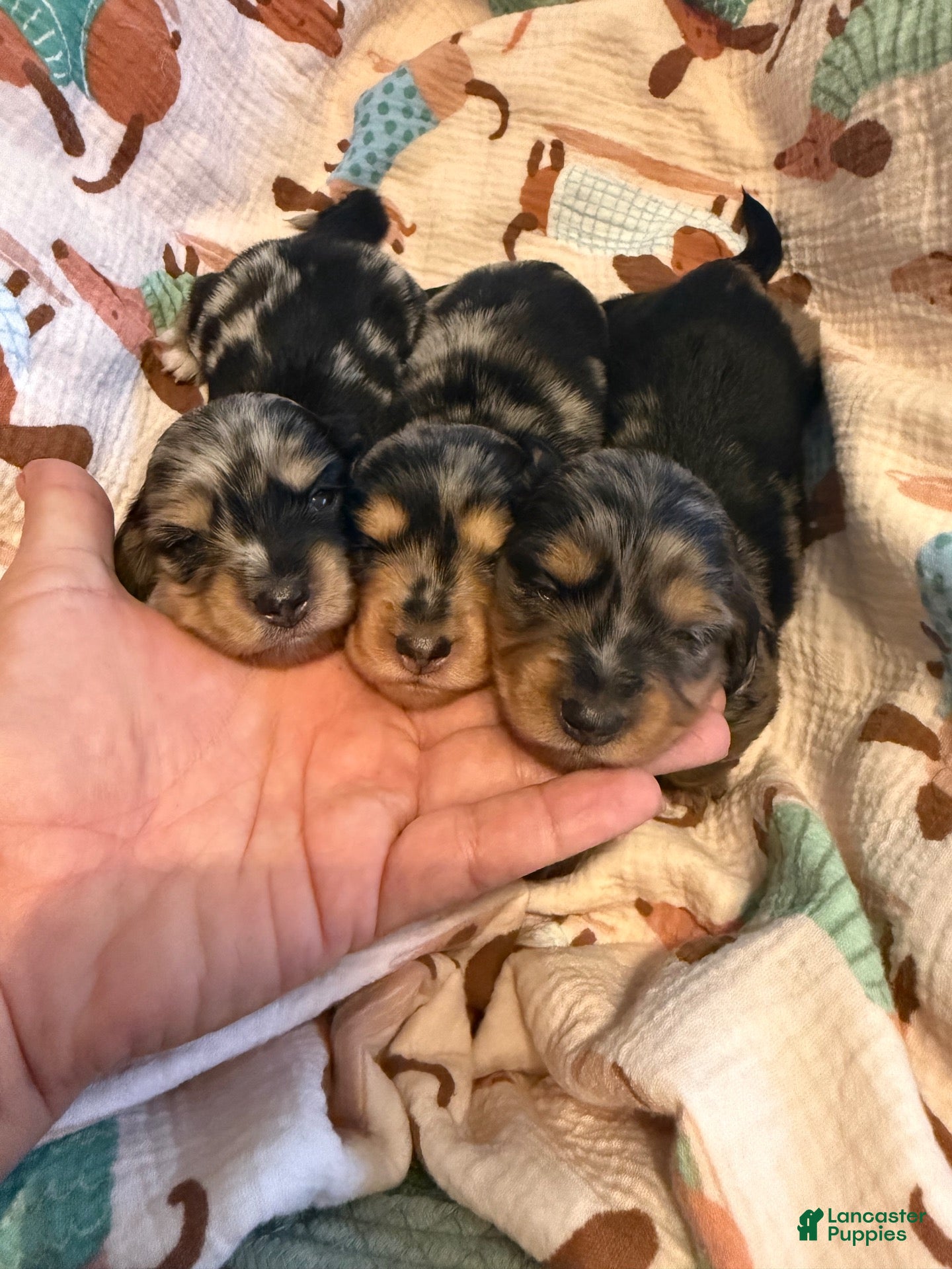 Miniature Dachshund dogs Dapple LH female  - Ad 1