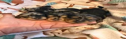 Miniature Dachshund dogs for sale: Dapple LH female  - Ad 1