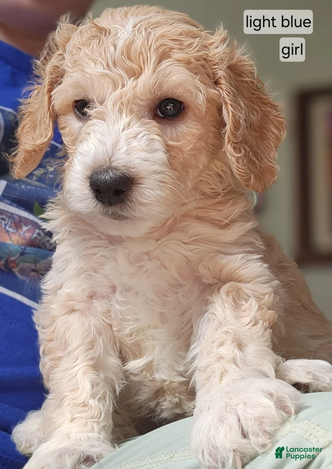 Goldendoodle dogs for sale: Goldendoodle Puppy light blue girl - Ad 1