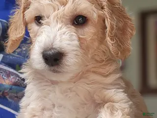 Goldendoodle dogs Goldendoodle Puppy light blue girl - Ad 12