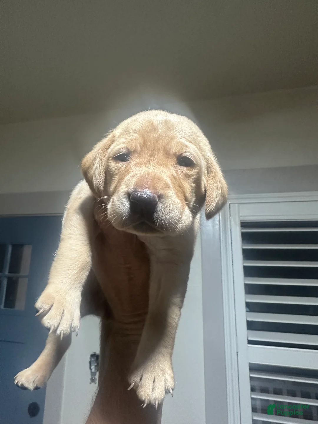 Labrador Retriever dogs for sale: Chunk - Ad 1