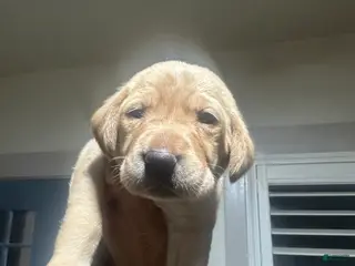 Labrador Retriever dogs for sale: Chunk - Ad 2
