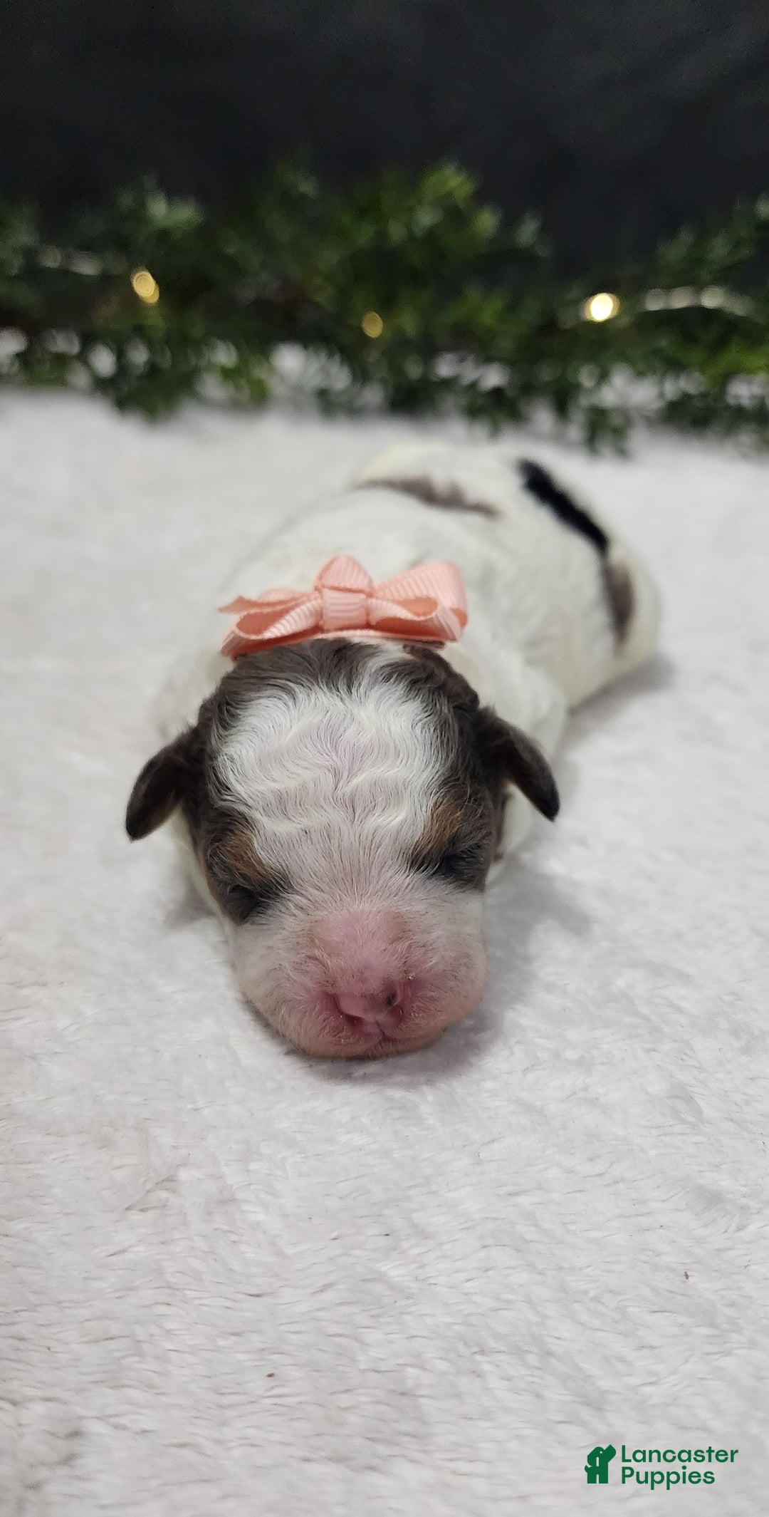 Miniature Poodle dogs for sale: Angel - Ad 1