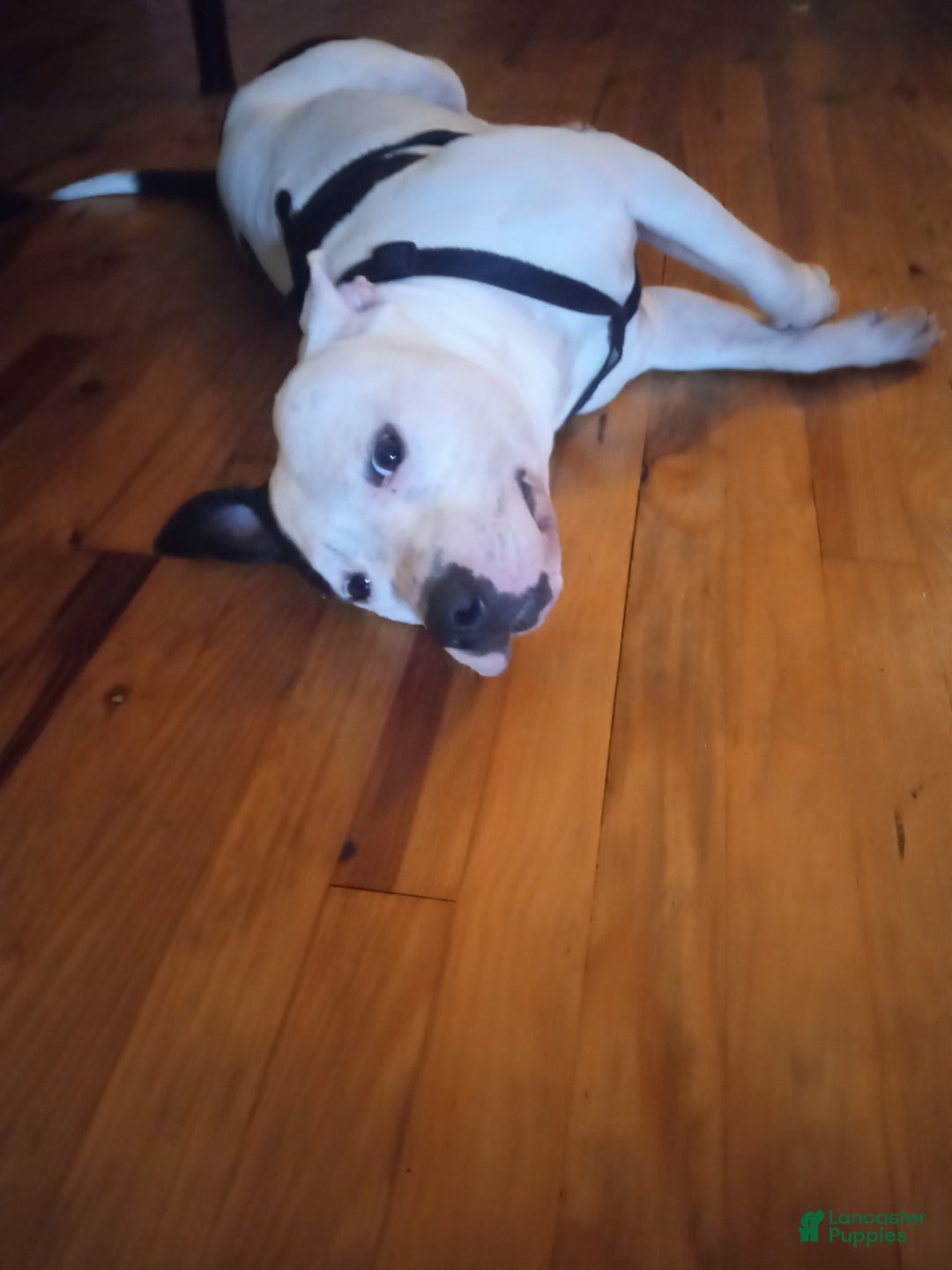 American Bully dogs for stud: Lynnn - Ad 2