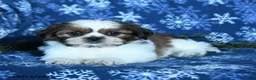 Shih Tzu dogs for sale: Kevin - Ad 3