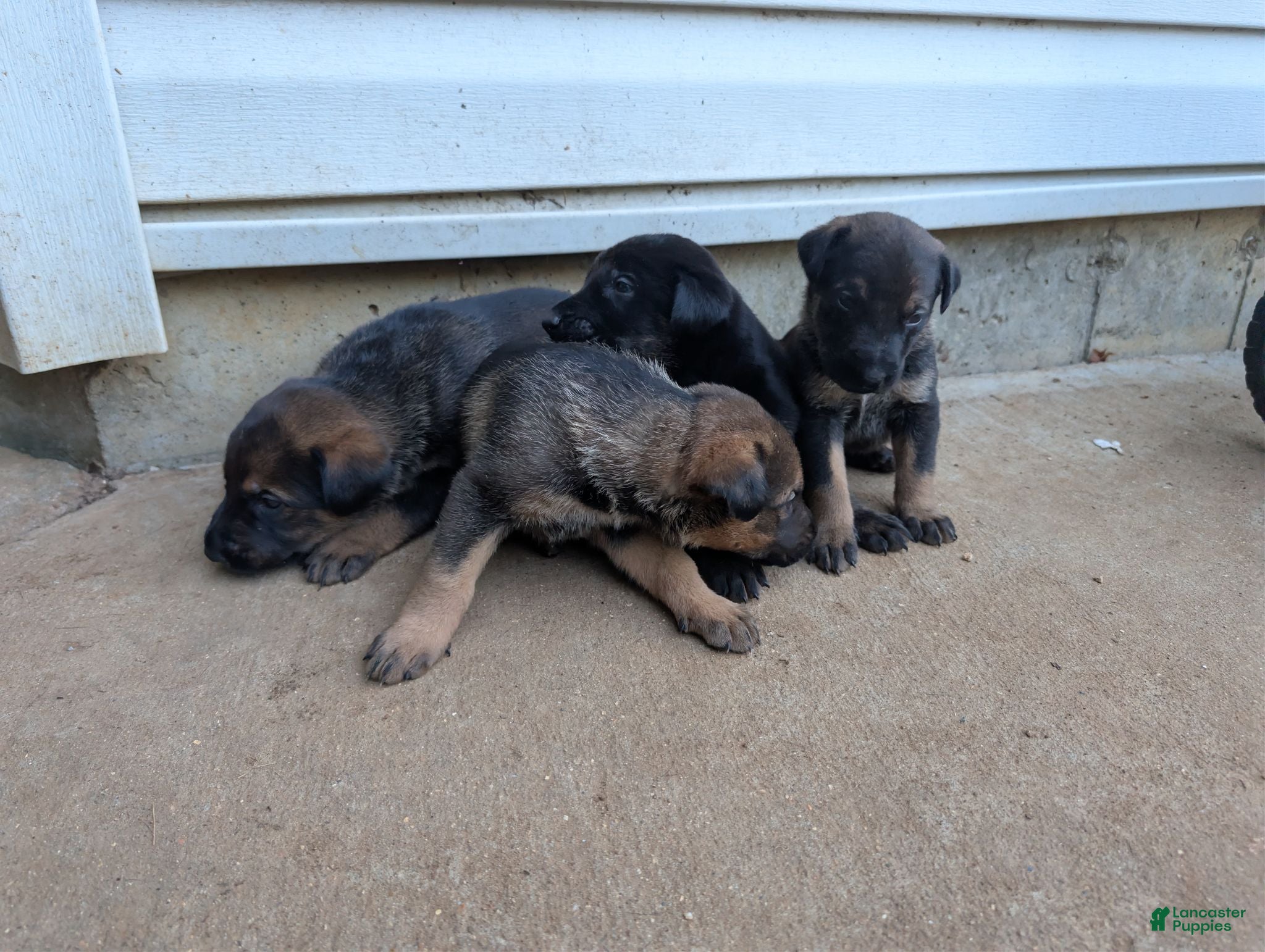 Mixed Breed dogs Mixed Breed 3 - Ad 24