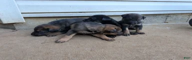 Mixed Breed 3