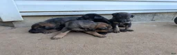 Mixed Breed dogs for sale: Mixed Breed 3 - Ad 1
