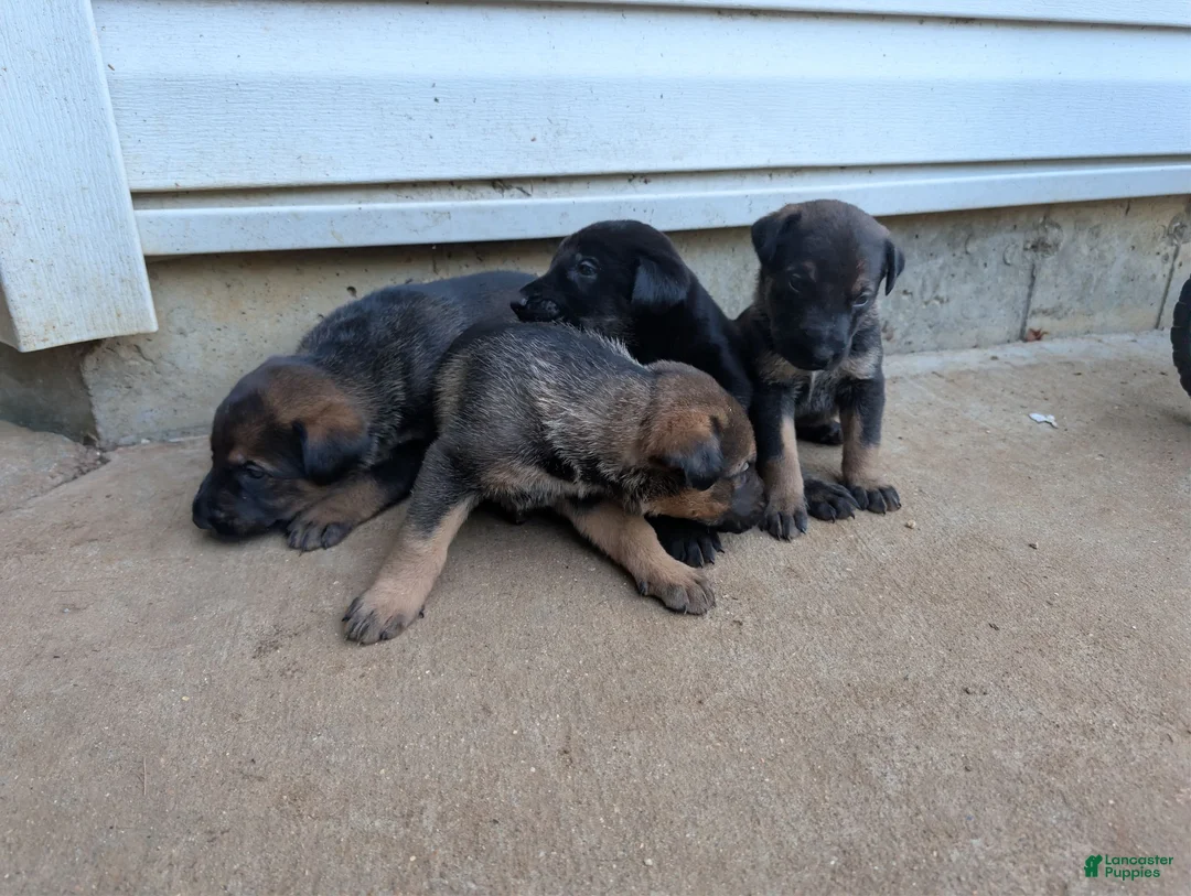 Mixed Breed dogs for sale: Mixed Breed 3 - Ad 1