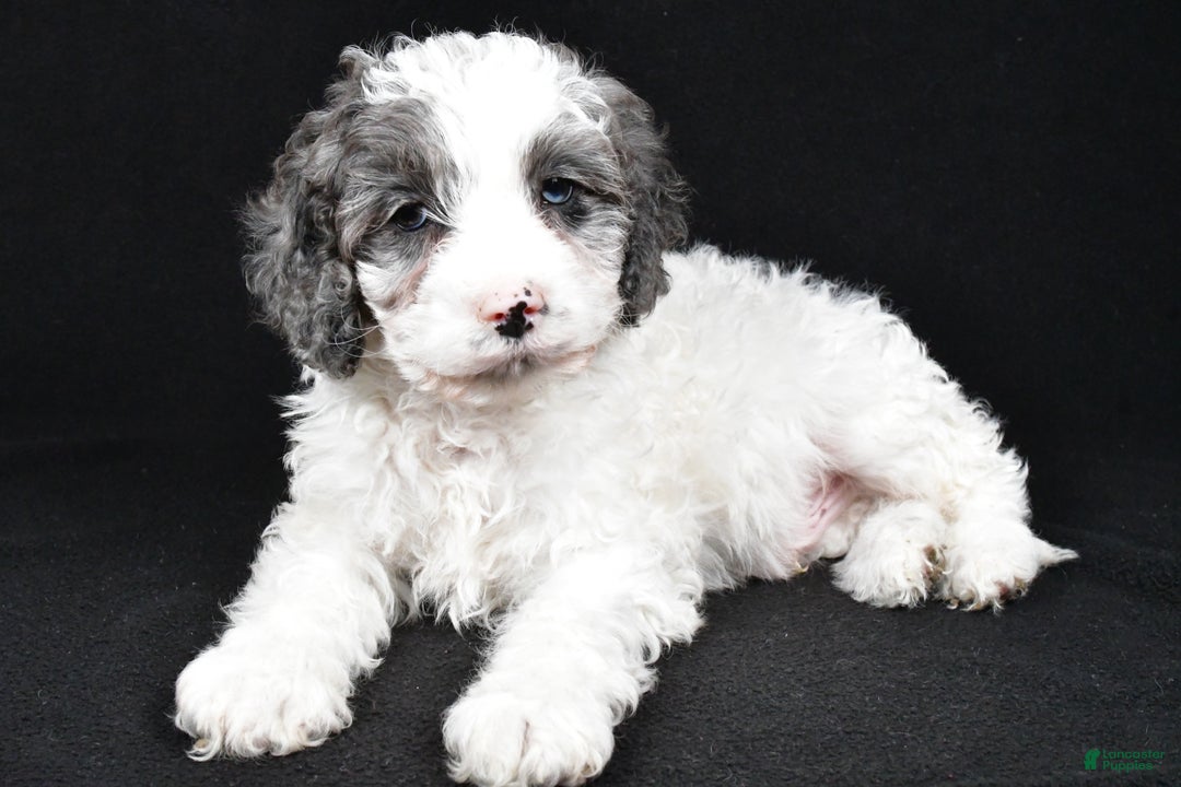 Cockapoo dogs for sale: Rowen - Ad 2