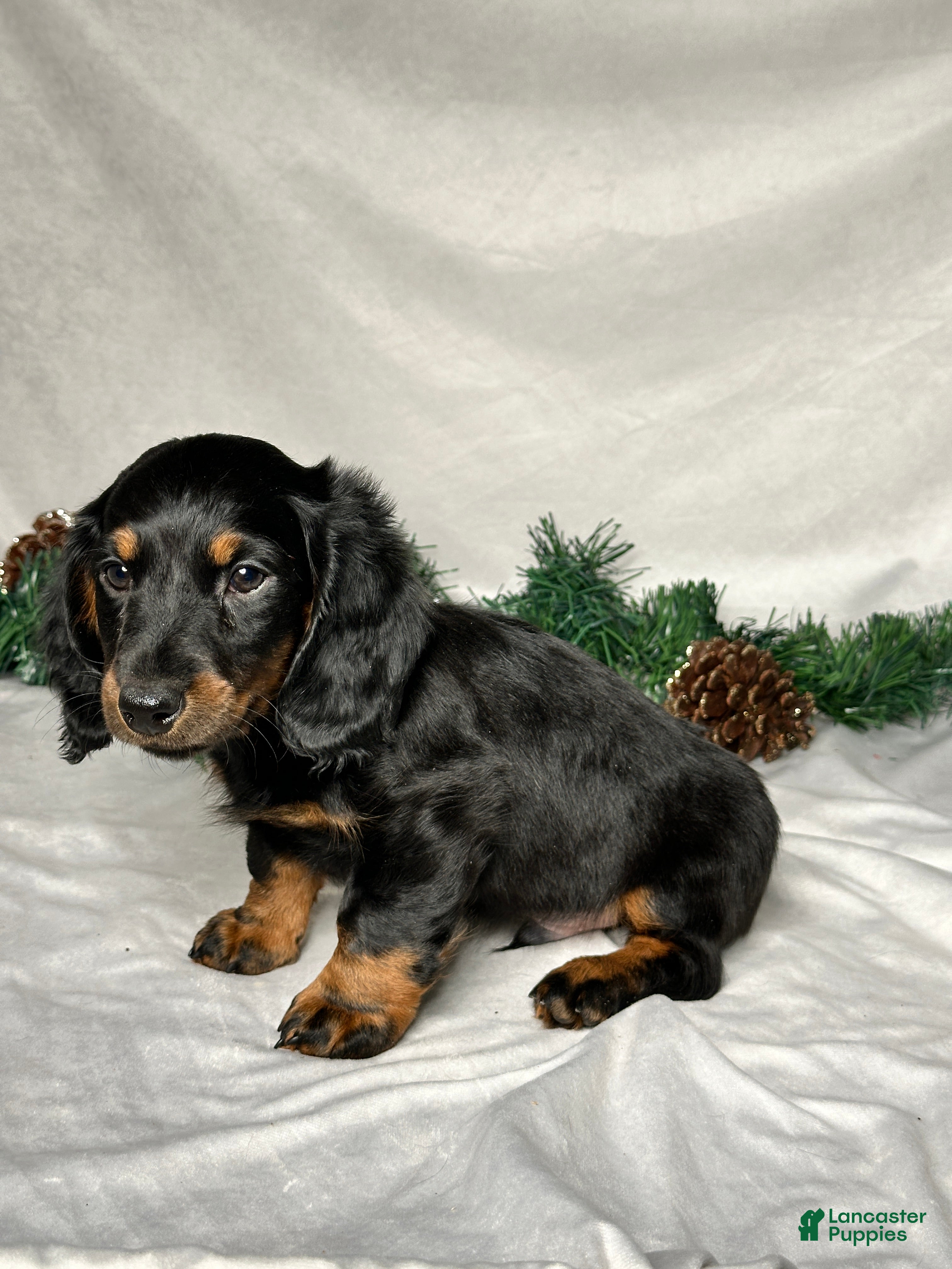 Miniature Dachshund dogs Luke - Ad 2