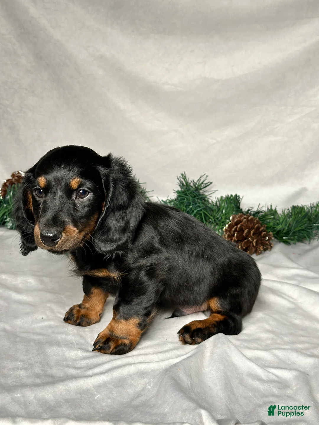 Miniature Dachshund dogs for sale: Luke - Ad 2
