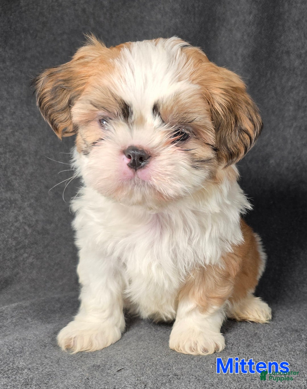Shih Tzu dogs for sale: Mittens - Ad 2