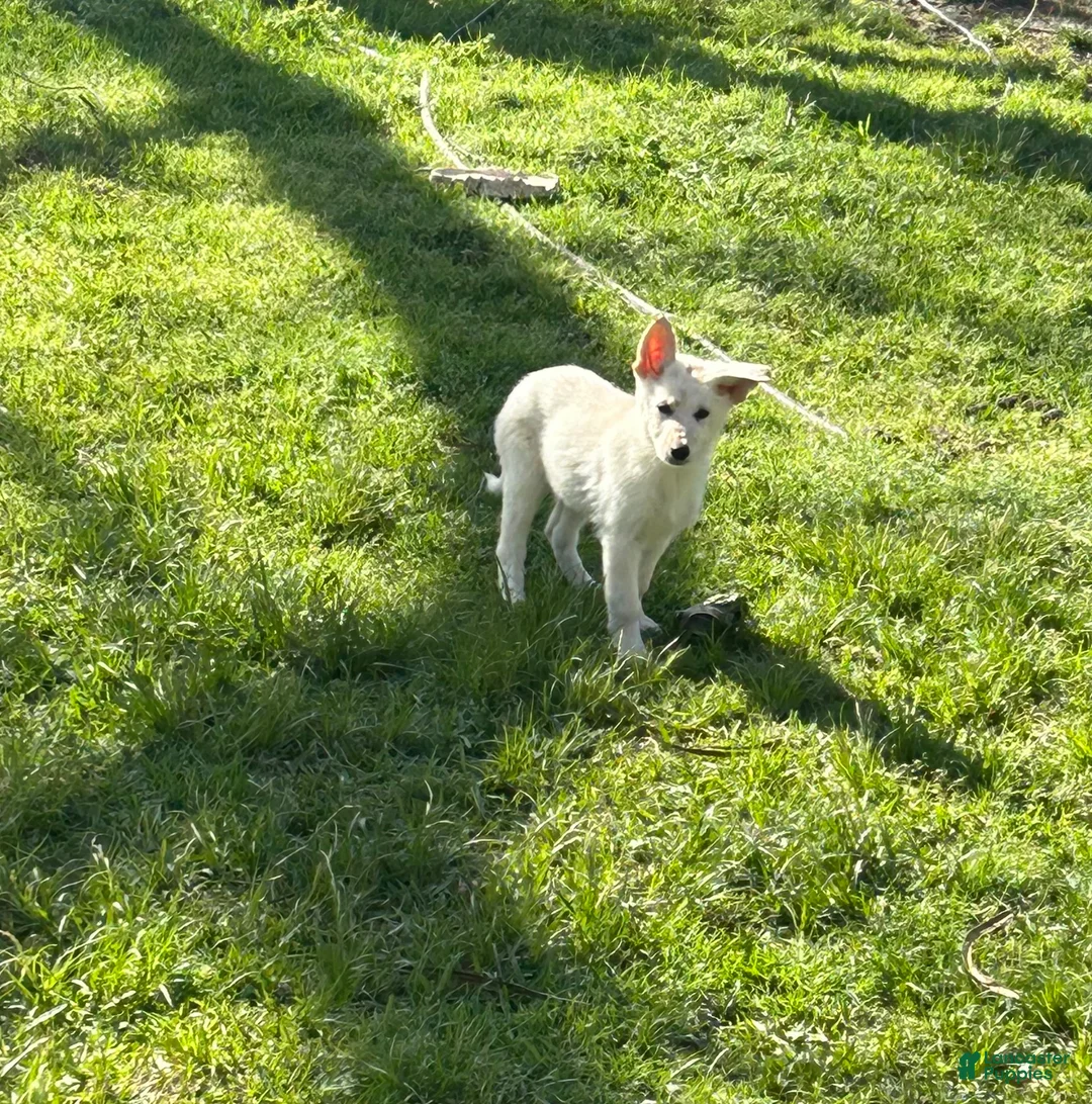 German Shepherd dogs for sale: German Shepherd Puppy 3 - Ad 1