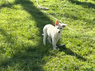 German Shepherd dogs German Shepherd Puppy 3 - Ad 23