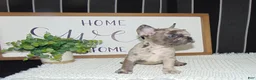 French Bulldog dogs for sale: Tyler - Ad 4