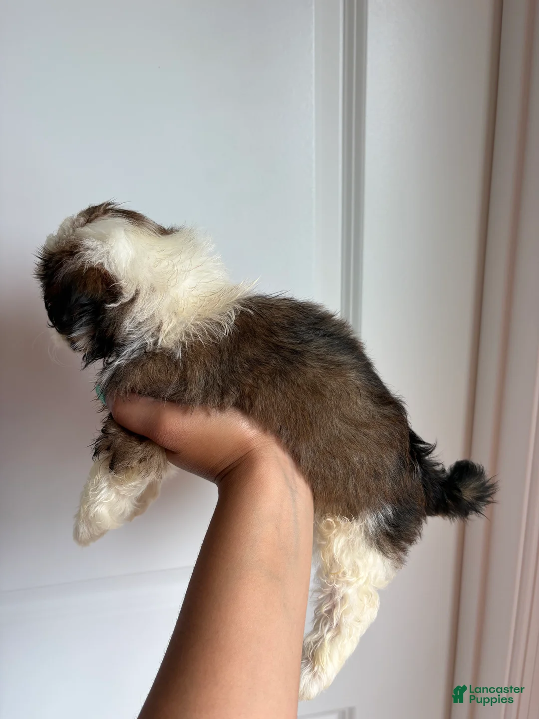 Shih Tzu dogs for sale: Luna - Ad 2