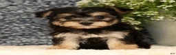 Yochon dogs for sale: Vanessa - Ad 2