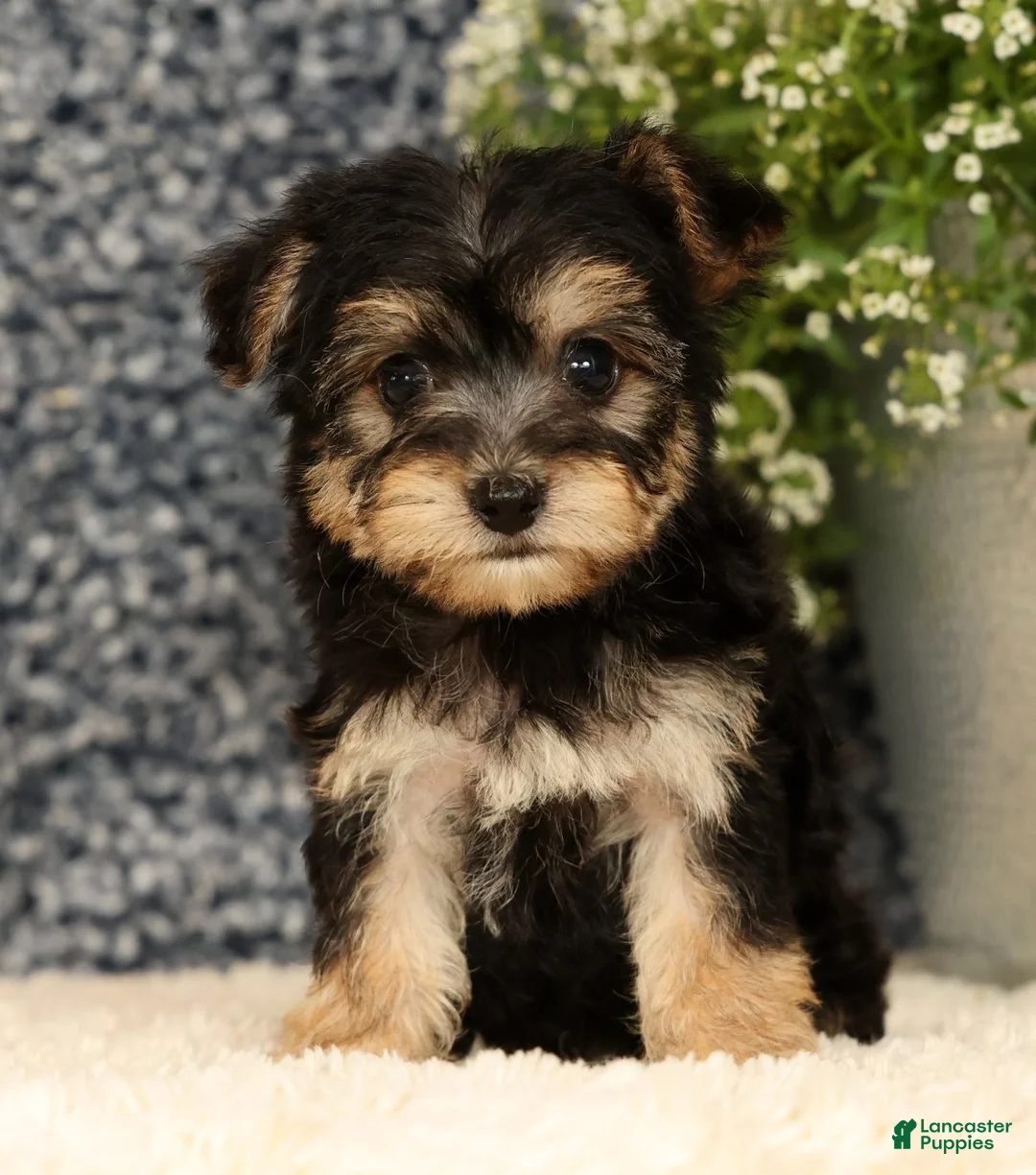 Yochon dogs for sale: Vanessa - Ad 2
