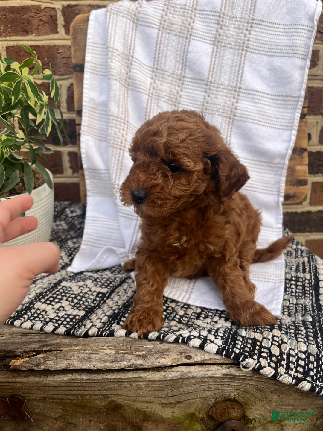Mini Goldendoodle dogs for sale: Clover - Ad 2