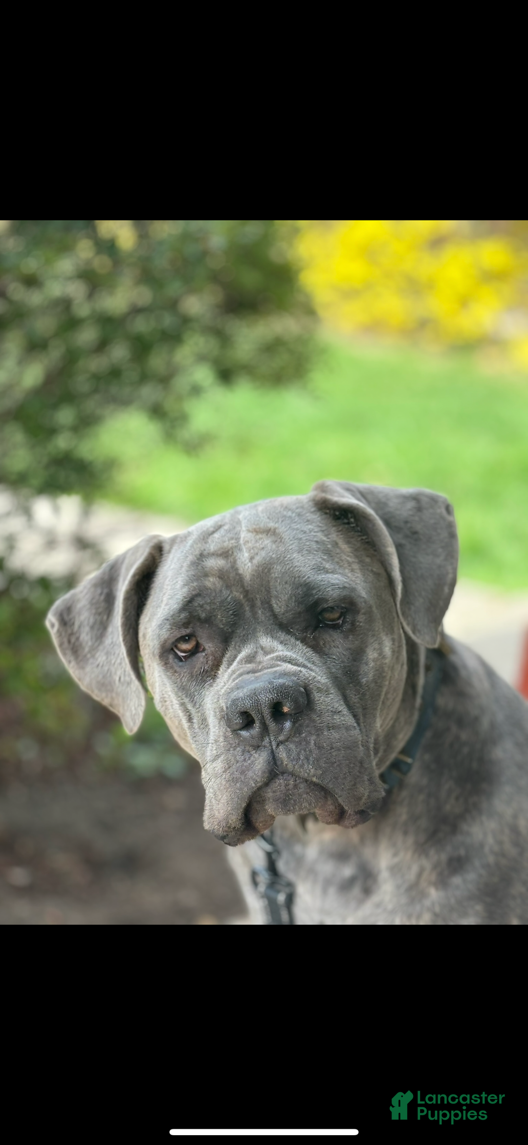 Cane Corso dogs for sale: Cane Corso Puppy 1 - Ad 2