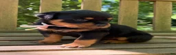 Rottweiler dogs for sale: Rottweiler 6 - Ad 1