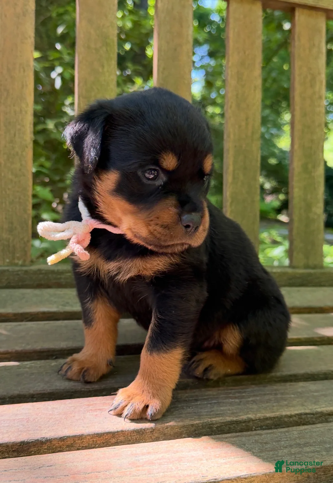 Rottweiler dogs for sale: Rottweiler 6 - Ad 1