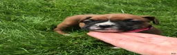 Boxer dogs for sale: Aspen Puppy 1 - Ad 3