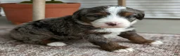 Bernedoodle dogs for sale: Sophie  - Ad 3