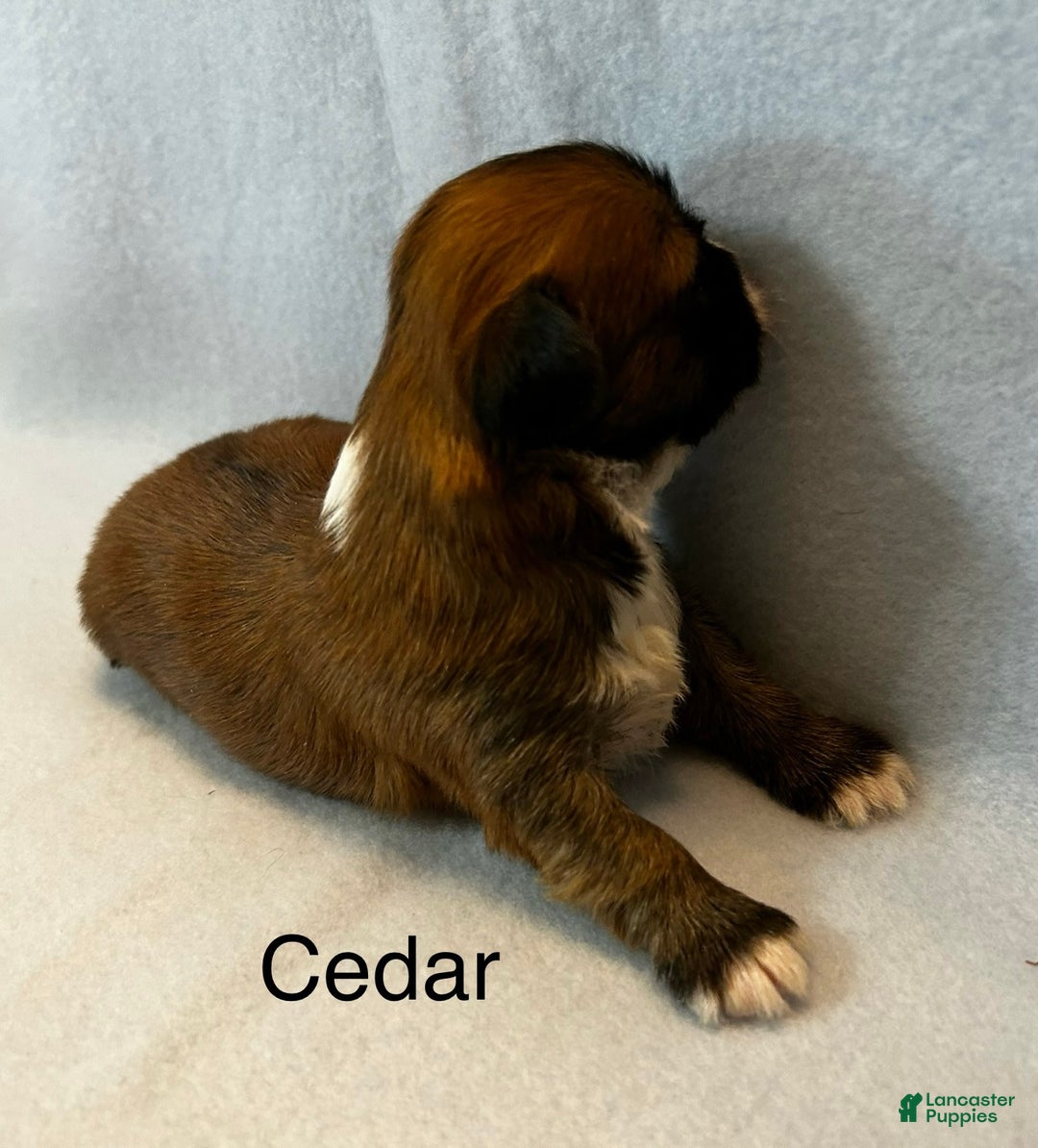 Lhasa Apso dogs for sale: Lhasa Apso Puppy 3 - Ad 1