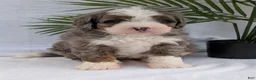 Mini Bernedoodle dogs for sale: Mini Darcy  - Ad 23