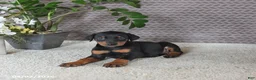 Doberman Pinscher dogs for sale: Maya  - Ad 2