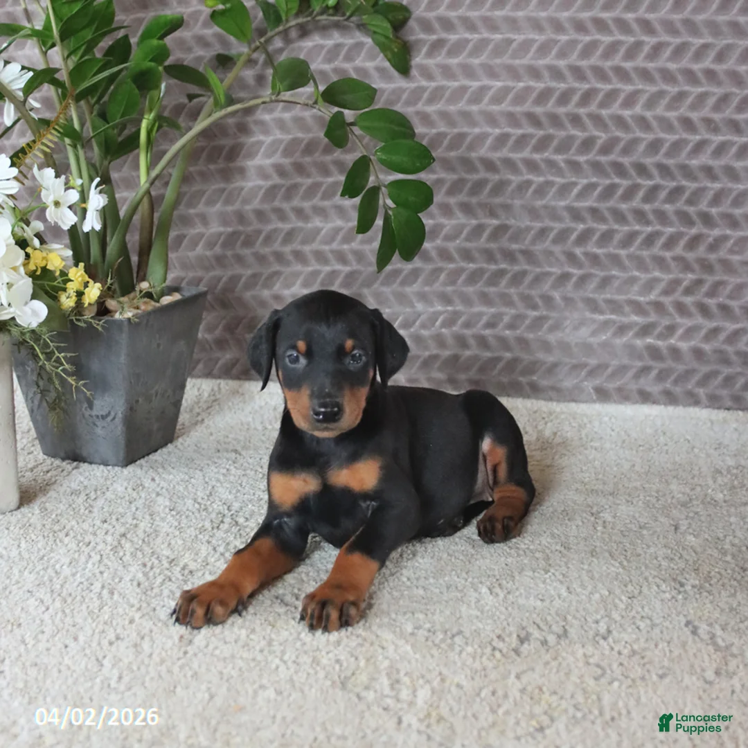 Doberman Pinscher dogs for sale: Maya  - Ad 2