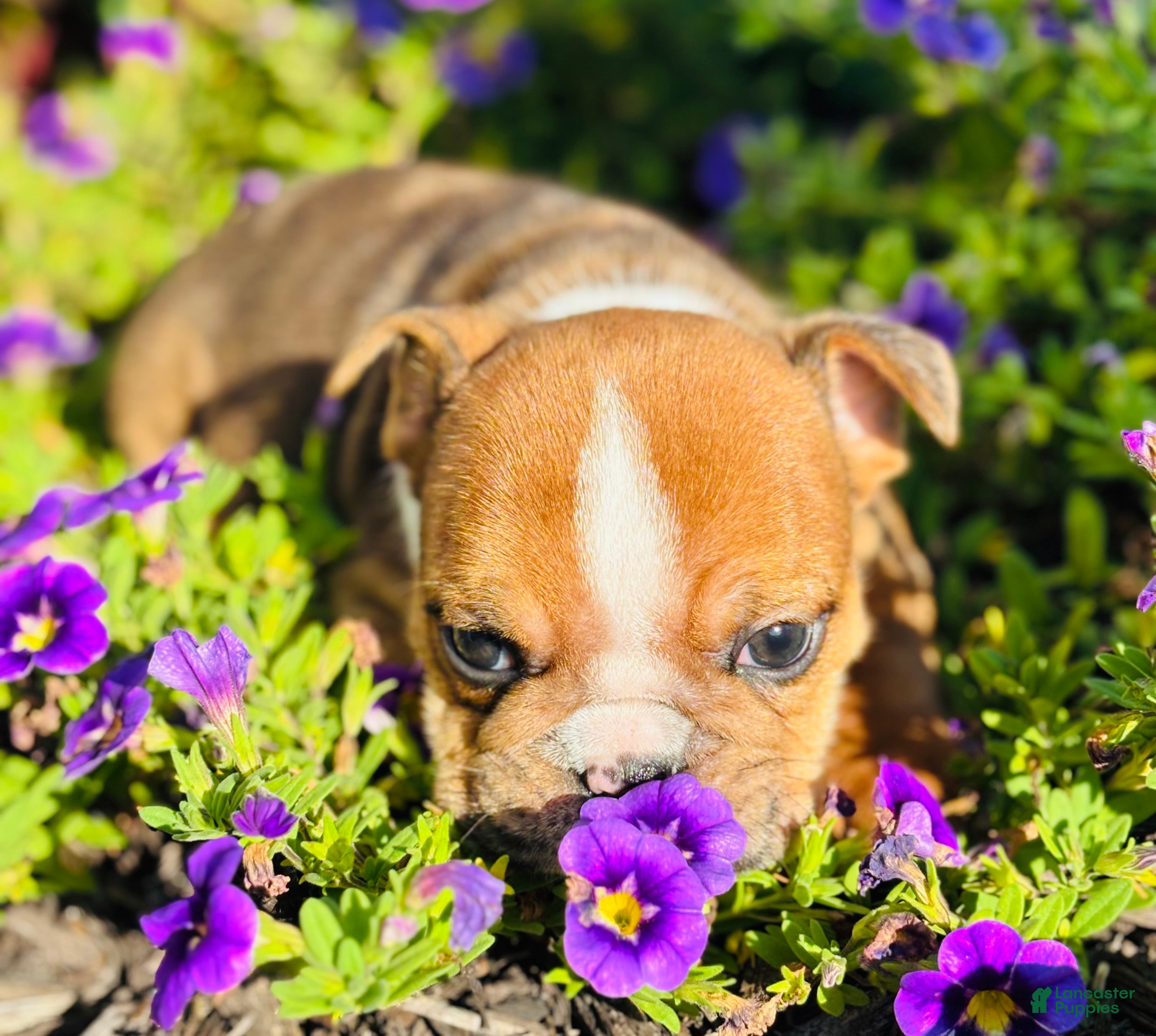 English Bulldog dogs Travis - 73713 - Ad 2