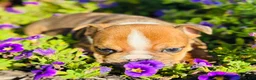 English Bulldog dogs for sale: Travis - 73713 - Ad 2