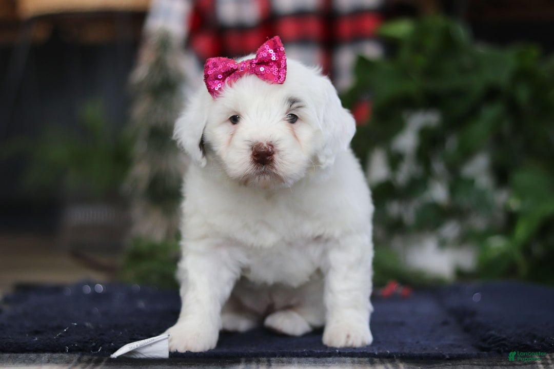 Portuguese Water Dog dogs for sale: Lucie - Ad 9