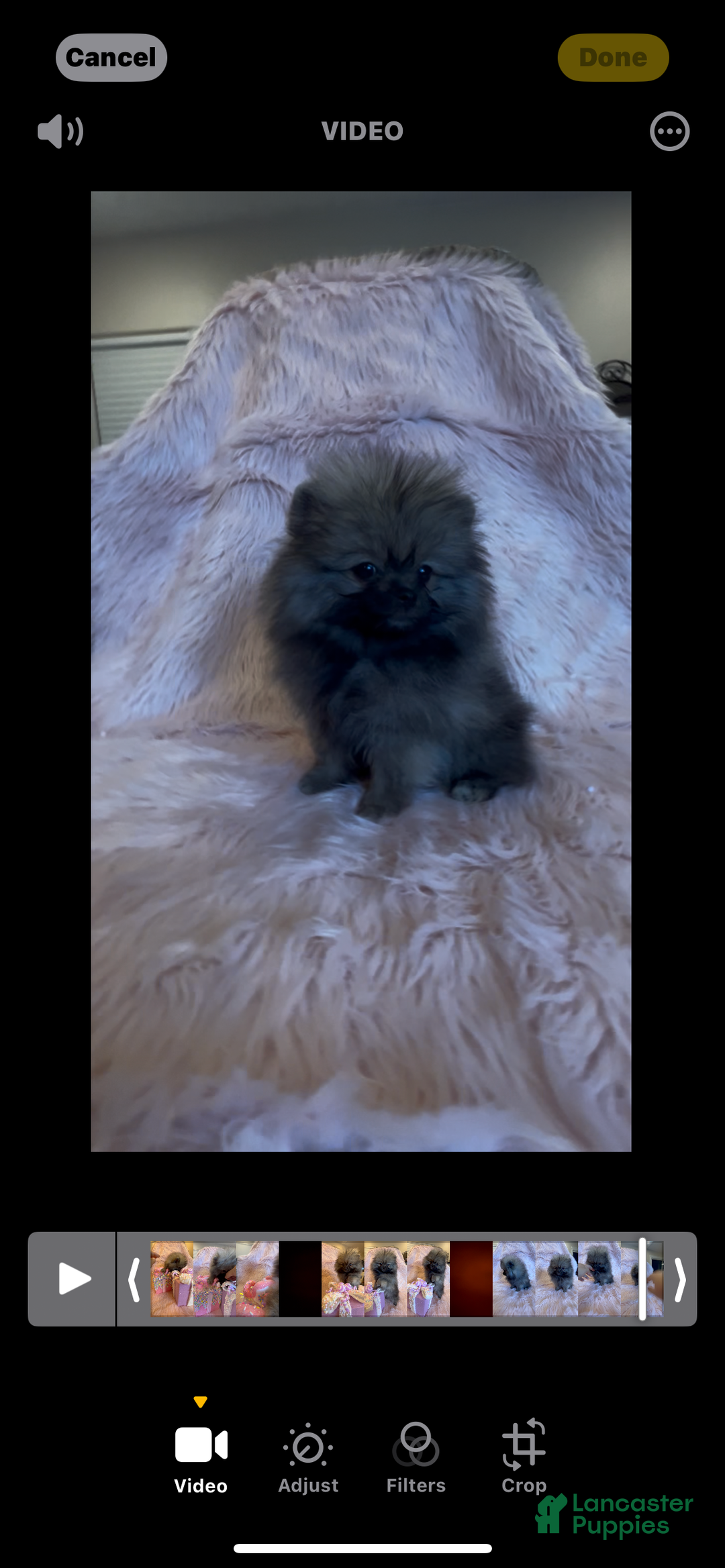 Pomeranian dogs for sale: Penny AKC Registered FULL RIGHTS - Ad 12