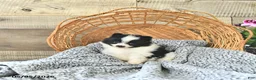 Pomeranian dogs for sale: Anson - Ad 3