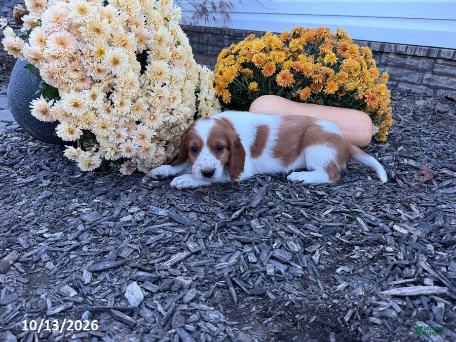 Welsh Springer Spaniel dogs for sale: Lassie - Ad 3