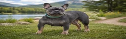 French Bulldog dogs for sale: Zara - Ad 7