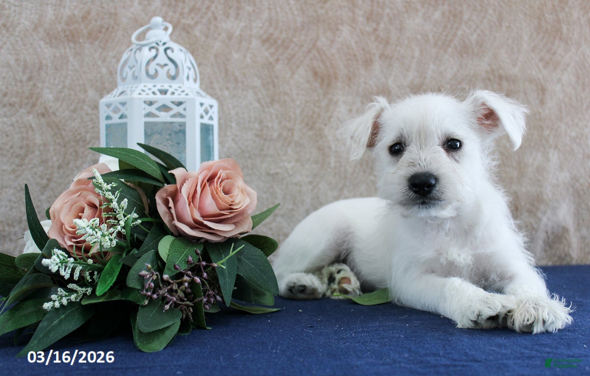 Miniature Schnauzer dogs Quill - Ad 2