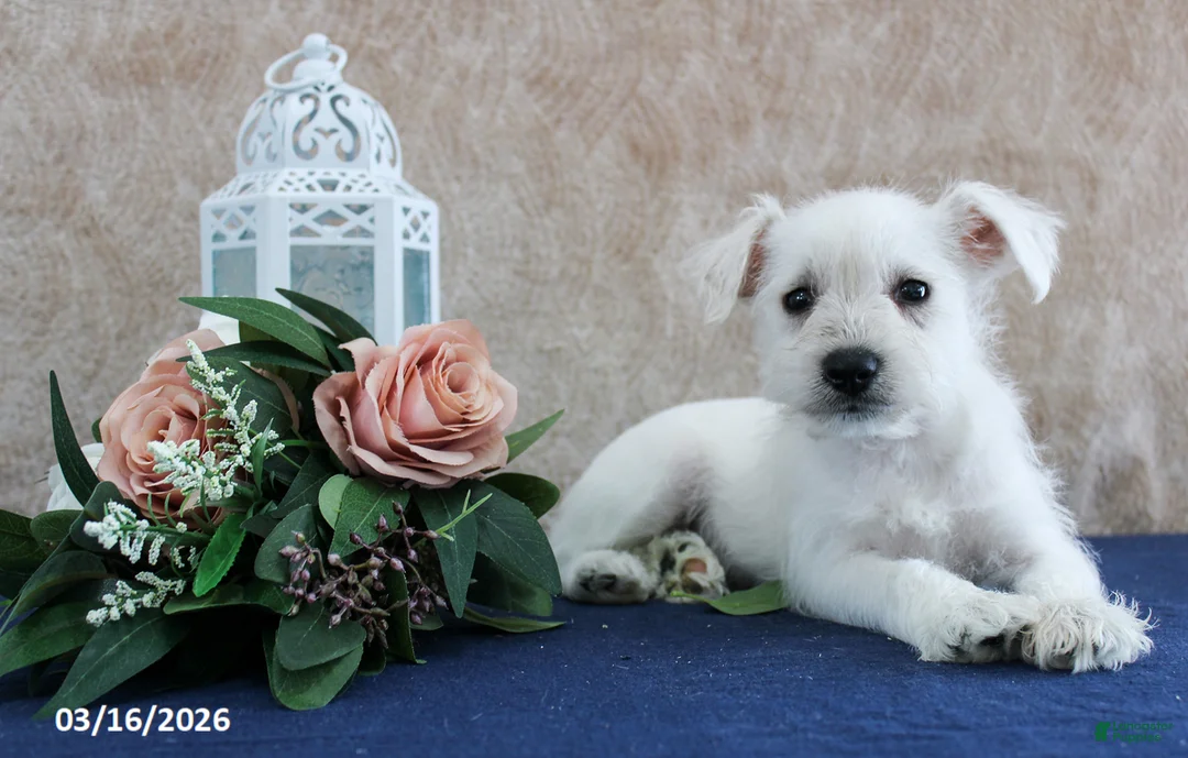 Miniature Schnauzer dogs for sale: Quill - Ad 2