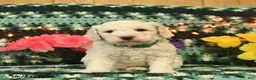 Mini Goldendoodle dogs for sale: Silly Billy  - Ad 2