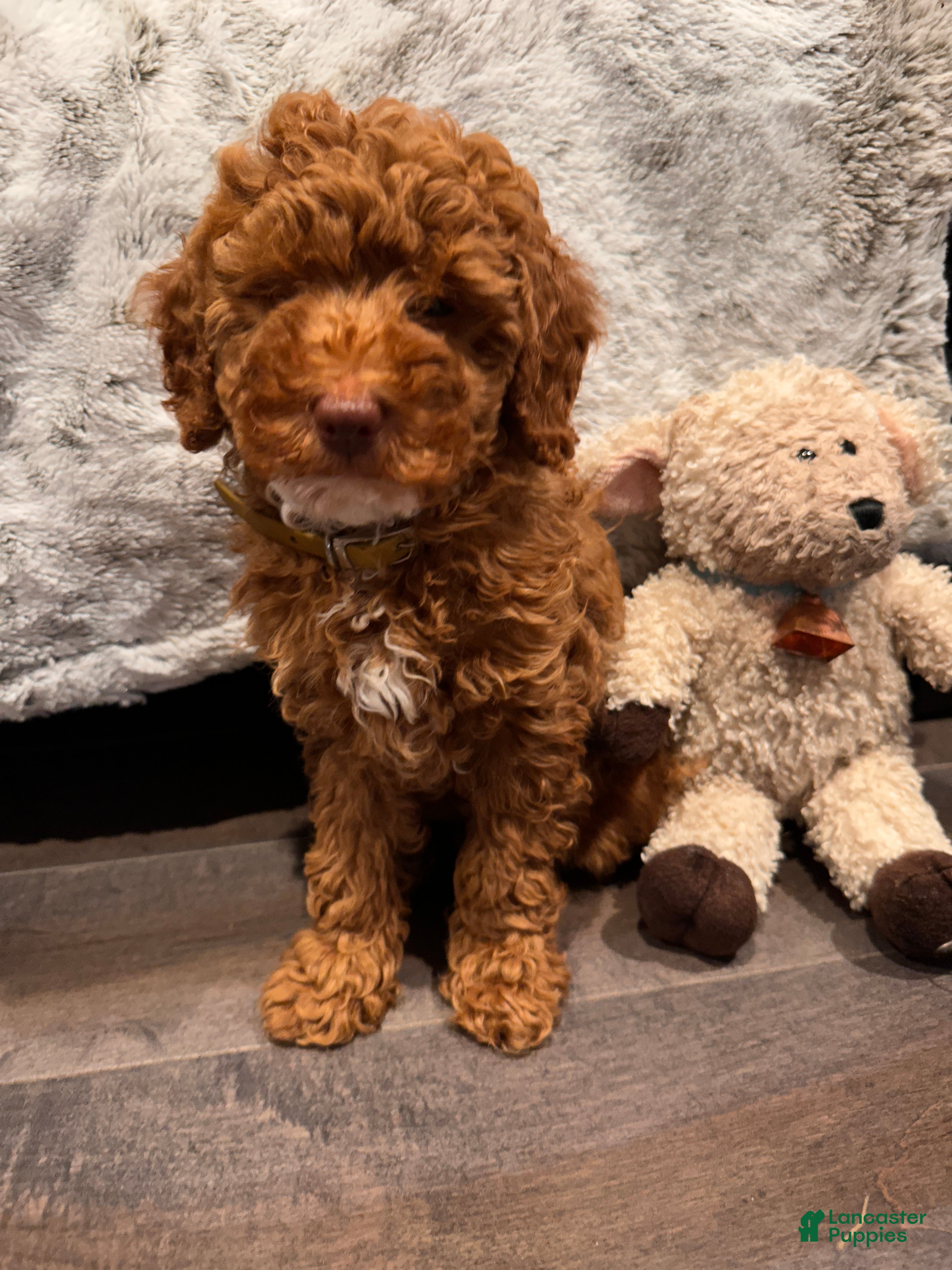 Miniature Poodle dogs Connor- Green Eyed Baby House Raised - Ad 8
