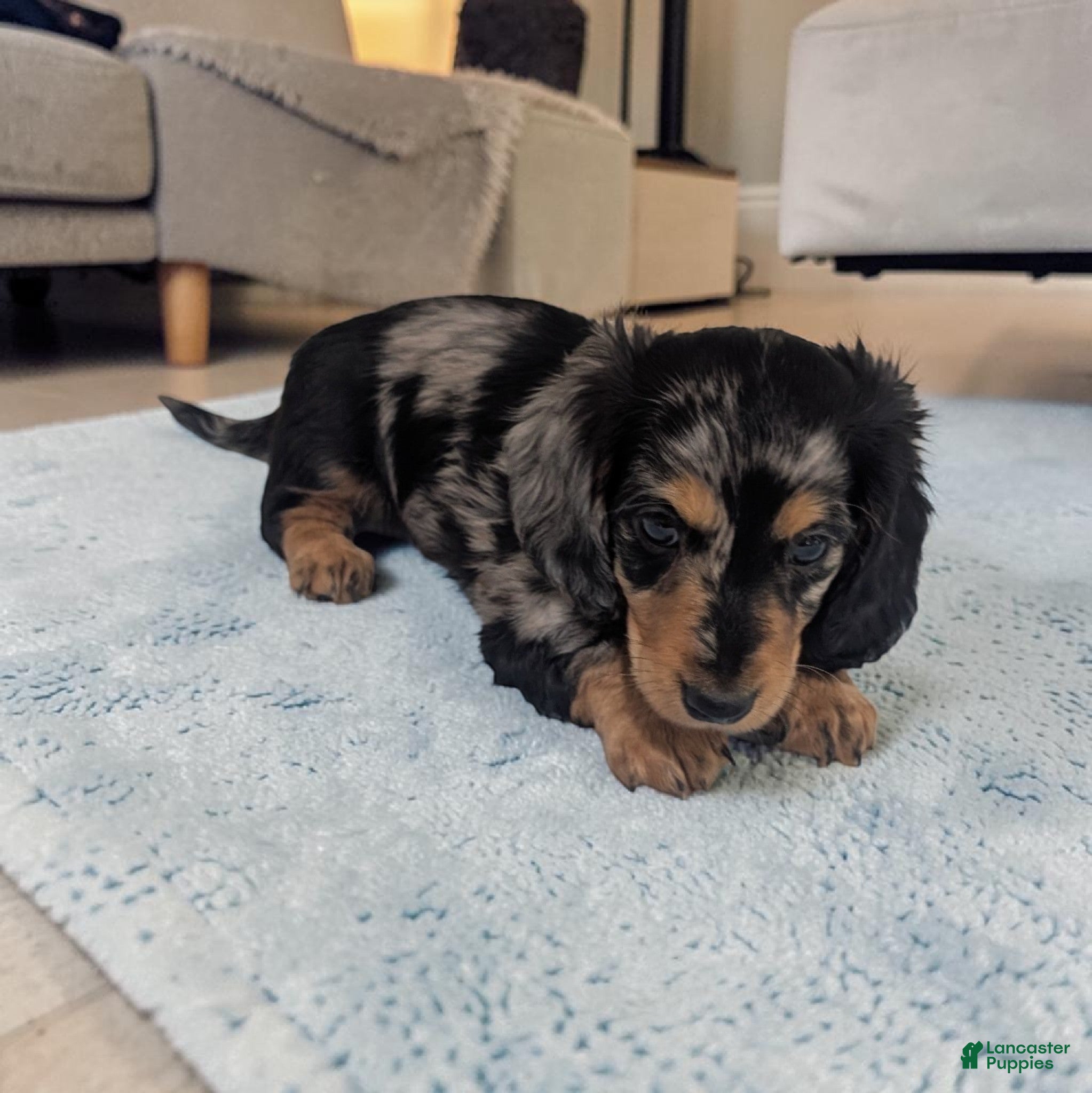 Miniature Dachshund dogs Shadow - Ad 2