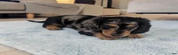 Miniature Dachshund dogs for sale: Shadow - Ad 2