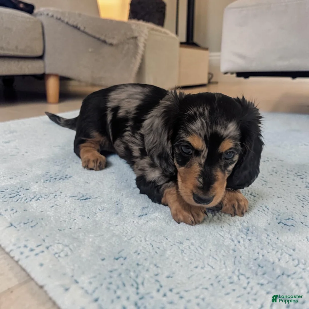 Miniature Dachshund dogs for sale: Shadow - Ad 2