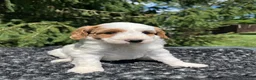 Mini Goldendoodle dogs for sale: Koda - Ad 5