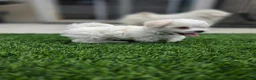 Maltese dogs for sale: 🐾 Adorable Male Maltese Puppy Looking for His Forever Home! 🐾 - Ad 10