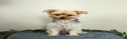 Yorkshire Terrier dogs for sale: Theo      EXTRA SMALL - Ad 6